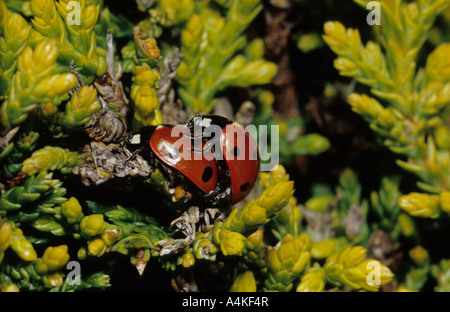 7-Spot Coccinelle coniugata (Coccinella 7-punctata) nel Regno Unito Foto Stock