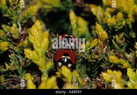 7-Spot Coccinelle coniugata (Coccinella 7-punctata) nel Regno Unito Foto Stock