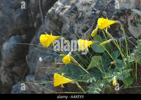 Narcissus bulbocodium noto come il cerchio-petticoat daffodil o narciso Foto Stock