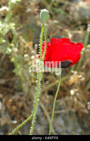 Papaver rhoeas; Comune di semi di papavero Foto Stock