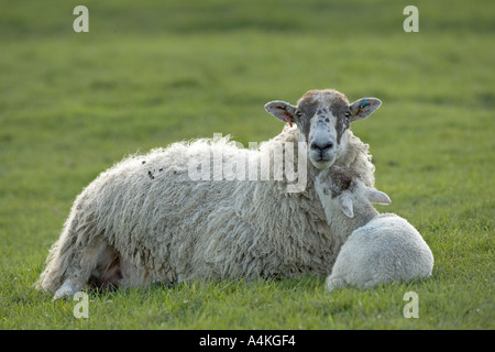 Pecora e agnello insieme a riposo Foto Stock