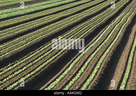 Francia, Giura, campo di lattuga Foto Stock