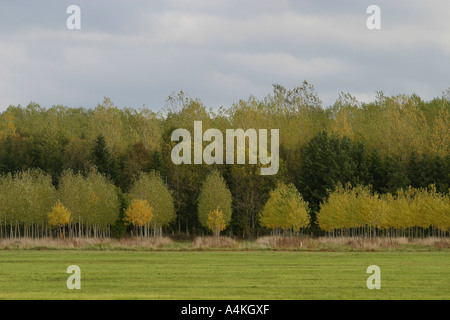 Alberi di pioppo Foto Stock