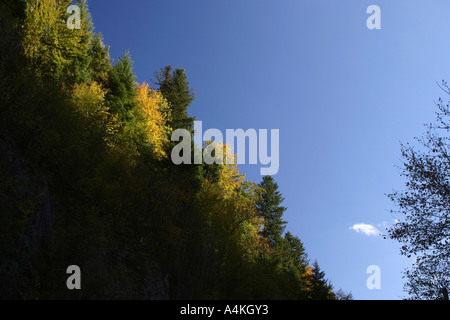 Francia, Giura, alberi sul lato montagna in autunno Foto Stock