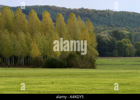 Francia, Giura, pioppi e prato Foto Stock