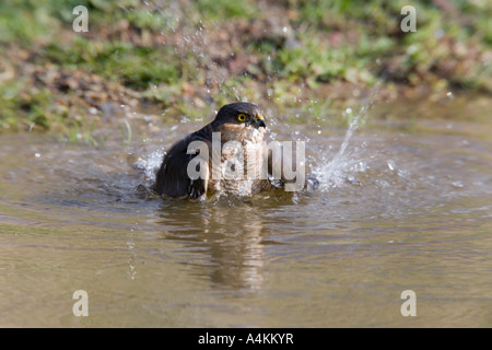 Sparviero Accipiter nisus sat in pond cercando alert con la riflessione in acqua pronta per la vasca da bagno potton bedfordshire Foto Stock