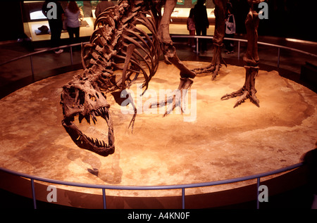 Museo Jurasico de Asturias Spagna Foto Stock