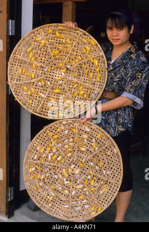 Silkworm cacoons in Thailandia Foto Stock