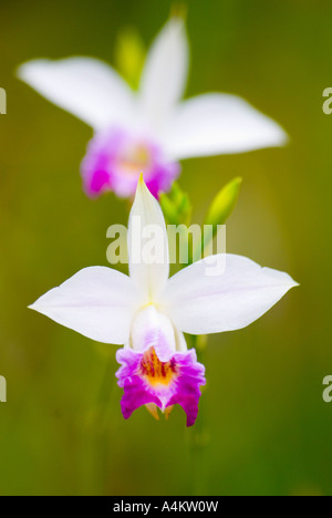 Fiore dell'orchidea di bambù Arundina graminifolia originaria della Malesia Foto Stock