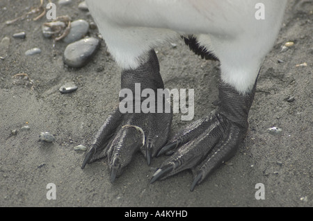 Pinguino reale piedi e piume a Gold Harbour beach Georgia del Sud Antartide Foto Stock