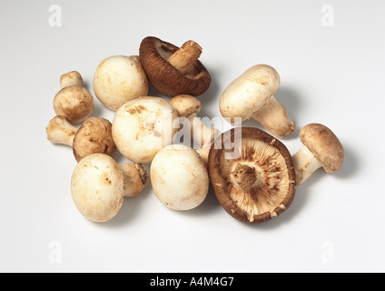 Diversi funghi Foto Stock