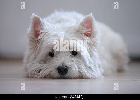 Westhighland white terrier, in attesa Foto Stock