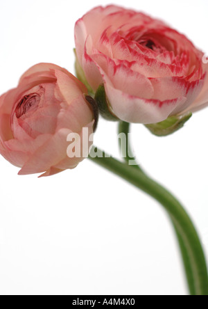Ranunculus fiori, close-up Foto Stock