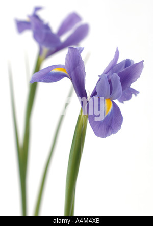 Iris Foto Stock