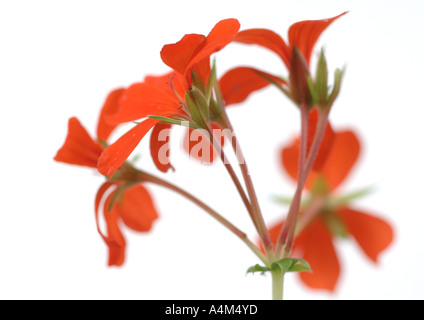 Fiore di geranio, close-up Foto Stock