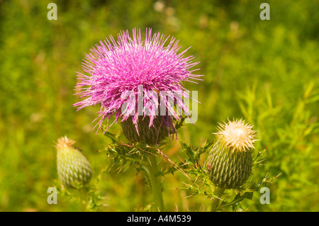 Comune di Thistle Cirsium vulgare Foto Stock