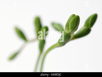 Fresia gemme, close-up Foto Stock