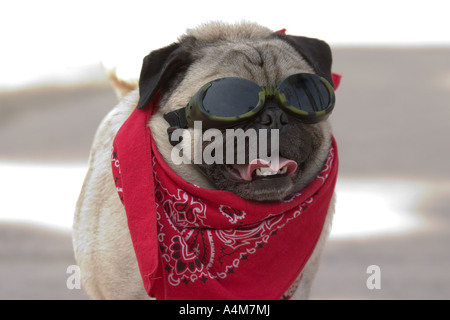 Un simpatico cane pug indossando una sciarpa rossa e cane occhiali da sole. Foto Stock