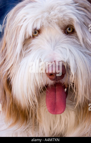 Ritratto di un accattivante shaggy barbuto collie. Foto Stock