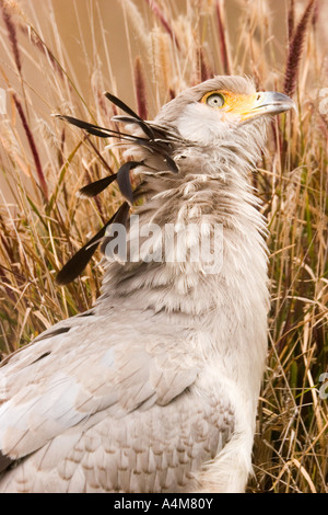 Il segretario distintivo uccello di Africa, visto contro uno sfondo naturale di erba secca Foto Stock