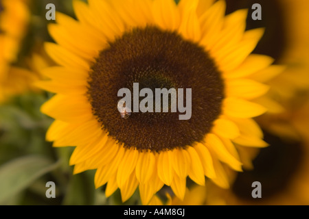 Un gigante di testa di girasole con un' ape solitaria Foto Stock