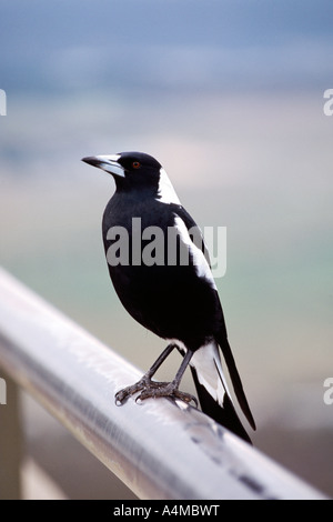 Australian gazza (Gymnorhina tibicen) su una ringhiera a Canberra. Foto Stock