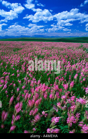 Campo di erba medica che fiorisce in estate Rocky Mountain Front a distanza Foto Stock