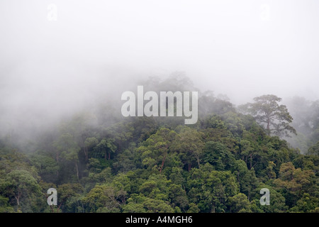 Borneo malese Sarawak Fiume Rejang foresta pluviale in early MORNING MIST Foto Stock