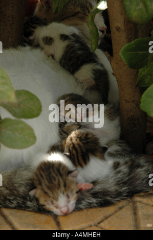 Gatto e gattini a Parga Grecia Foto Stock