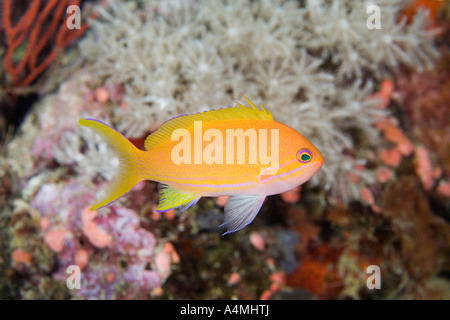 Squarespot femmina, o piazza indietro Anthias, noto anche come Square-Spot Fairy Basslet, Pseudanthias pleurotaenia Foto Stock