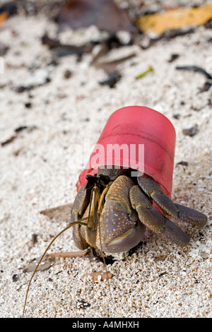 Questa terrestre granchio eremita, variabilis, utilizza una bottiglia di rosso cappuccio come un guscio protettivo invece del solito mollusco shell. Foto Stock