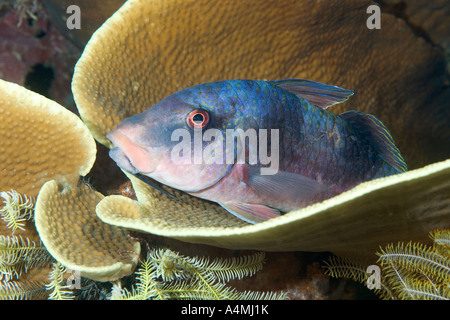 Un Doublebar o Two-Barred Goatfish, Parupeneus bifasciatus. Questo pesce è in appoggio sui coralli. Foto Stock