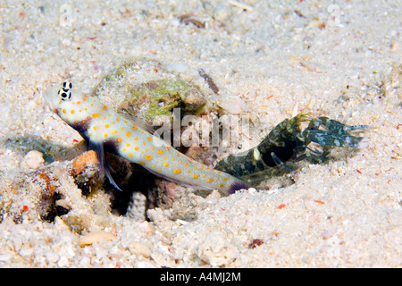 Avvistato gamberetto ghiozzo noto anche come petto nero Gamberi ghiozzo, Amblyeleotris guttata in relazione simbiotica con scatto undescribed gamberetti, Foto Stock