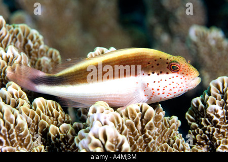 Blackside Hawkfish, Paracirrhites forsteri, in appoggio sui coralli duri sulla barriera corallina. Noto anche come Freckled Hawkfish. Foto Stock