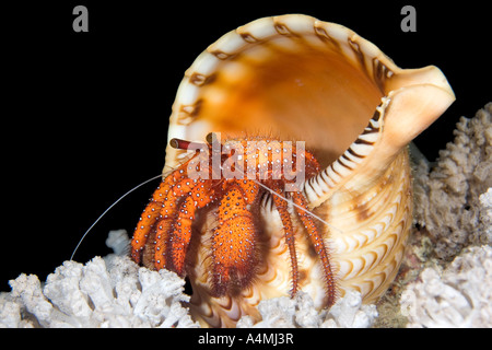 Un irsuto rosso granchio eremita, Dardano megistos, vivendo in un gigante triton shell, Charonia tritonis Foto Stock