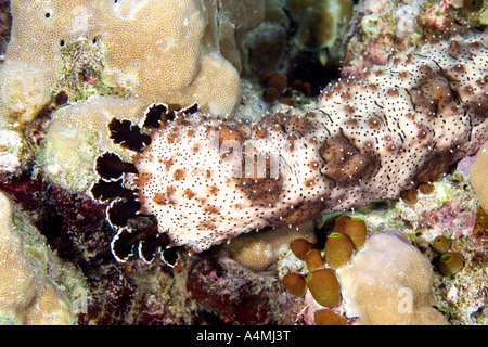 Un primo piano dei tubercoli di un cetriolo marittimo, Pearsonothuria graeffei, precedentemente noto come Bohadschia graeffei, Foto Stock