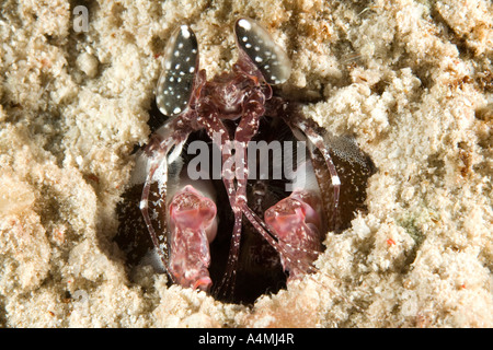 Infilzare Canocchia, Lysiosquillina maculata. Descritto in precedenza come Lysiosquilla maculata Foto Stock