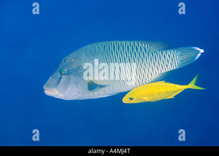 Napoleonfish, doppia pesce pappagallo, gigante o Humphead maori wrasse, Cheilinus undulatus con un arancione-carangidi maculato, Carangoides bajad Foto Stock