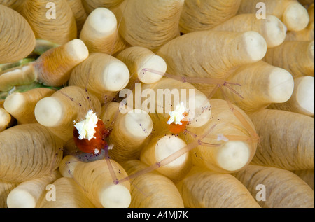 Il Popcorn gamberetti, o fungo Coral gamberetti, Cuapetes kororensis, i polipi di un fungo il corallo. Donna che trasporta le uova. Foto Stock