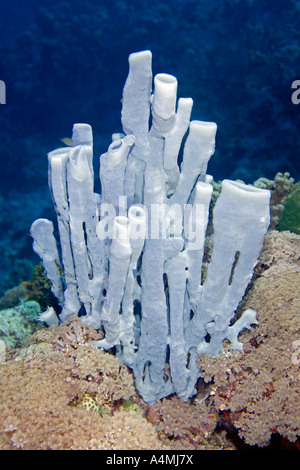 Una massa di tubo blu spugne sulla barriera corallina Foto Stock