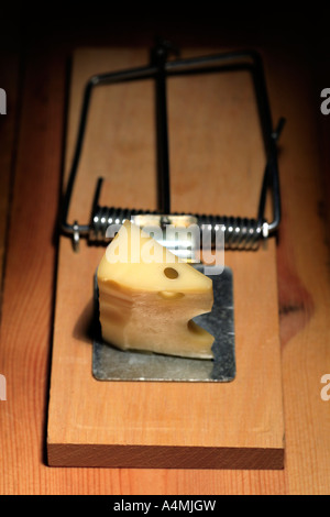 Mousetrap innescata con formaggio Foto Stock