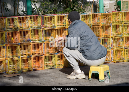 Il giardino degli uccelli Yuen Po Street di Hong Kong Foto Stock