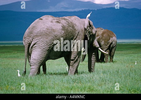 Un gruppo di elefanti, accompagnato da guardabuoi, nel cratere di Ngorongoro, Tanzania. Foto Stock