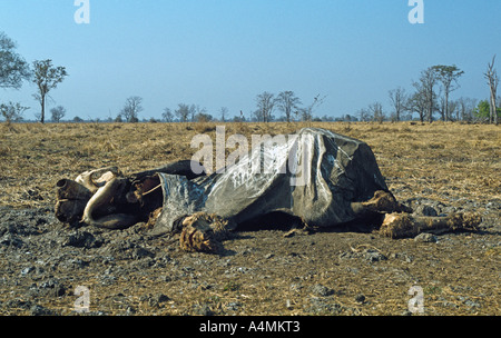 Carcassa dell'elefante, il risultato della caccia di frodo. Macchiato dal vulture pollina. Foto Stock