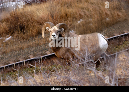 Big Horn pecore; ovis canadensis Foto Stock