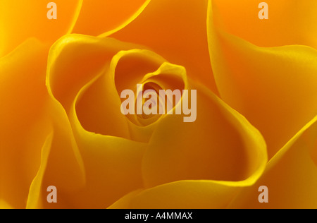 Macrophotograph di una rosa gialla cuore (Rosa sp.). Macrophotographie du Coeur d'une rosa (Rosa sp.) jaune. Foto Stock