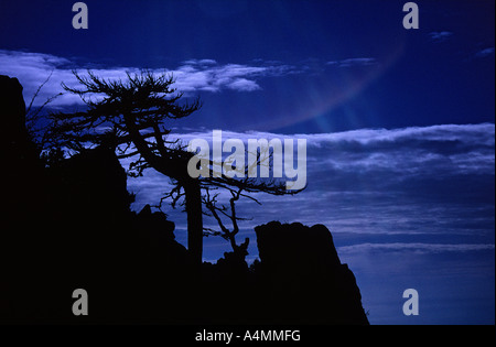 Profilo di un albero colpito sul capo d'Ota ridge. Silhouette d'onu arbre foudroyé sur la crête d'une montagne: le Capo d'Ota. Foto Stock