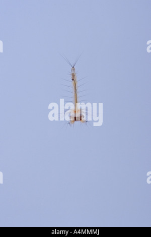 Le larve delle zanzare comune (Culex pipiens). Larves de moustiques domestiques communs (Culex pipiens). Foto Stock