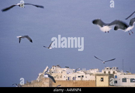Marocco Essaouira uccelli di mare gregge oltre Essaouira porto di pesca Foto Stock
