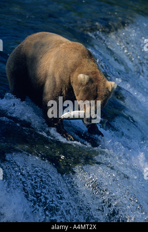 L'orso bruno (Ursus arctos) La cattura del salmone sockeye, Brooks Falls, Katmai National Park, Alaska Foto Stock